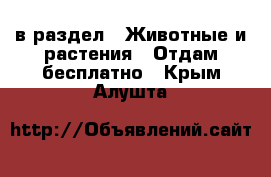  в раздел : Животные и растения » Отдам бесплатно . Крым,Алушта